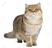 15252794-golden-shaded-british-shorthair-7-months-old-standing-against-white-background