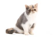 exotic-shorthair-cat-jean-michel-labat