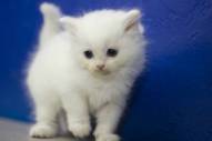 photo_beautiful-ragdoll-kittens-for-adoption-text-us-980-288-4174_20144235